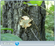 0_130be1_4848c81c_orig.png