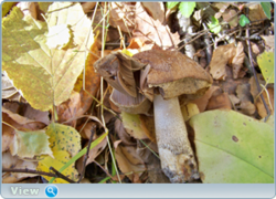 0_f6102_fa4d2035_orig.png