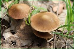 0_11e8c3_38397b89_orig.jpg