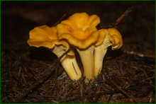0_e9ce5_f2719d21_orig.png