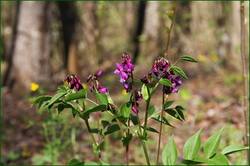 0_11f399_735602c9_orig.jpg
