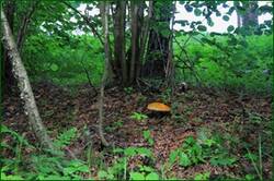 0_124516_39d42482_orig.jpg