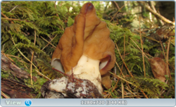 0_e351c_4fb44aa1_orig.png