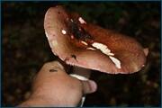 0_d23bc_92a11577_orig.jpg