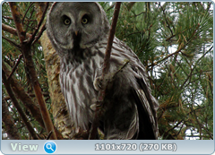 0_fc78d_6128b81e_orig.png