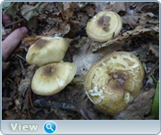 0_130d98_4b64d41b_orig.png
