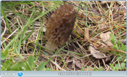 0_e3548_233ec53d_orig.png
