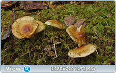 0_f4feb_7de772a0_orig.png