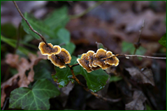 0_104e51_3b656072_orig.png