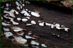 0_104e47_c037cad_orig.png