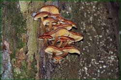 0_153e82_9c4c0012_orig.jpg
