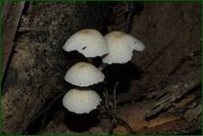 0_fe204_29740a28_orig.jpg