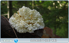 0_12c1d9_a45664b1_orig.png