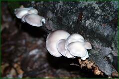 0_fff83_132bb752_orig.jpg