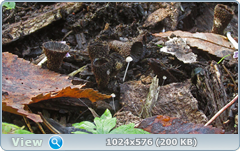 0_12dd15_410a044a_orig.png