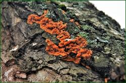 0_15525c_5f815870_orig.jpg