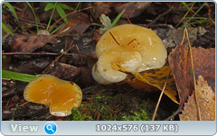 0_12dc82_724be75a_orig.png