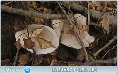 0_12df6a_57643e2a_orig.png