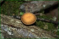 0_fe158_ef3979fd_orig.jpg