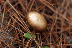 0_10387c_3adba261_orig.png