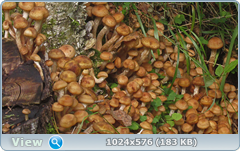 0_12dc2b_81044310_orig.png