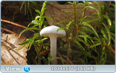 0_12dcb5_17fe716a_orig.png