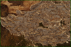0_1062d6_73a3da21_orig.png