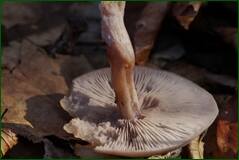 0_1029e1_c7381a19_orig.jpg