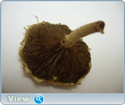 0_13097a_672c8100_orig.png