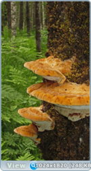 0_e783f_4b72b726_orig.png