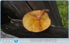 0_12df75_748fe919_orig.png