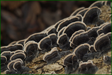 0_deb96_382dec6a_orig.png