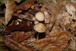 0_d9731_2a2a867a_orig.png