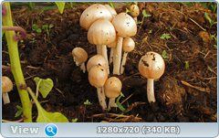 0_e97af_12ca63a9_orig.png