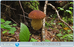 0_12ade0_1eaf8e65_orig.png