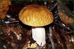 0_1005b2_1d7ef2c4_orig.jpg