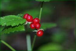 0_1493a8_ace9158b_orig.jpg