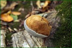 0_1018c0_e5713262_orig.jpg