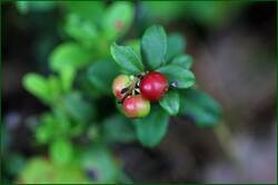 0_1493a0_16d617fc_orig.jpg