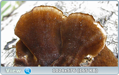 0_12e009_e3b13db4_orig.png