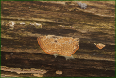 0_104d7e_f3e9173a_orig.png