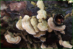 0_104e21_ae5d7506_orig.png