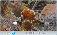 0_12dce9_e54bf60e_orig.png