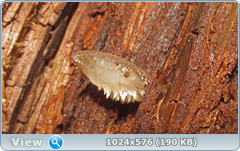 0_12dd89_163cdc93_orig.png