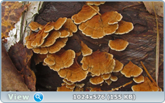 0_12df99_f025c1ba_orig.png