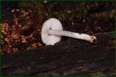 0_ffedf_6ddd435d_orig.jpg