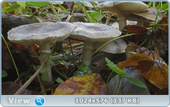 0_12df81_63cee9d8_orig.png