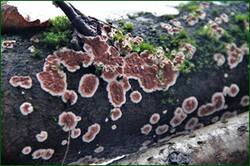0_153b39_352802ed_orig.jpg