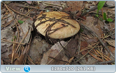 0_1073dd_21a2e50_orig.png