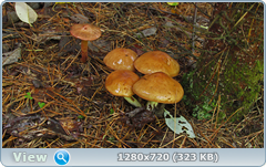 0_10c4ba_1d16aec1_orig.png
